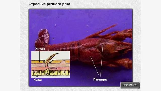 Строение ракообразных на примере речного рака Строение ракообразных на примере речного рака