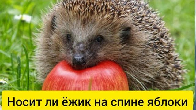 Носит ли ёжик на спине яблоки? Носит ли ёжик на спине яблоки?
