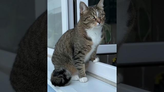 Ви сьогодні заспокоїтесь #cat #ржакадосліз#reels #українськийютуб #смішнівідео#коміки#прикол Ви сьогодні заспокоїтесь #cat #ржакадосліз#reels #українськийютуб #смішнівідео#коміки#прикол