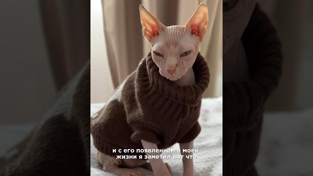 ЗАВЁЛ КАНАДСКОГО СФИНКСА?! ПОЧЕМУ И К ЧЕМУ ГОТОВИТЬСЯ? #сфинксы #life #сфинкс #кот #кошки ЗАВЁЛ КАНАДСКОГО СФИНКСА?! ПОЧЕМУ И К ЧЕМУ ГОТОВИТЬСЯ? #сфинксы #life #сфинкс #кот #кошки