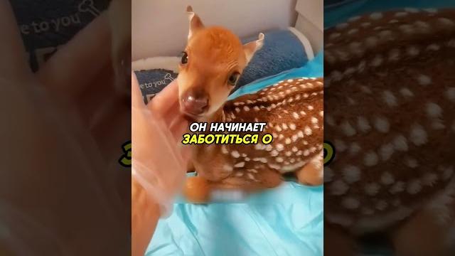 Мужчина спас оленёнка️ #животные #animals Мужчина спас оленёнка️ #животные #animals