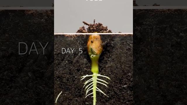 Peanut Time Lapse #amazingtube #timelapse Peanut Time Lapse #amazingtube #timelapse