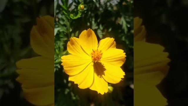 relaxing music relaxing music