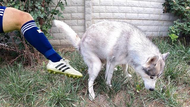 24 часа МЕШАЮ СОБАКАМ! Тест на психику или приколы с животными 24 часа МЕШАЮ СОБАКАМ! Тест на психику или приколы с животными