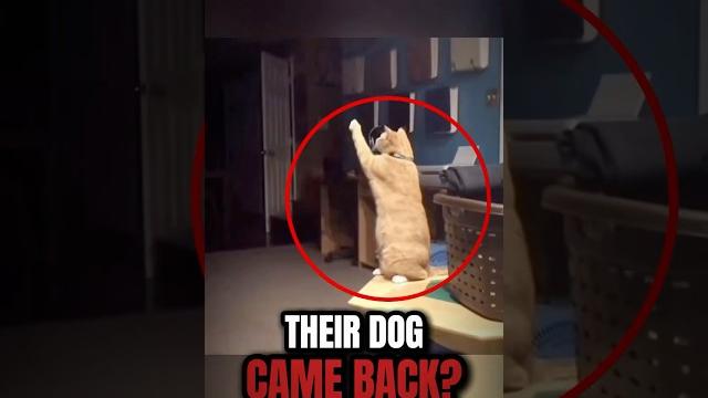Their Dog Came Back to Say Goodbye… Their Dog Came Back to Say Goodbye…