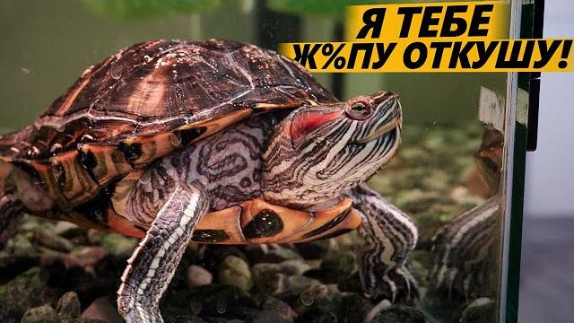 Ужасающая правда про Красноухих черепах! Ужасающая правда про Красноухих черепах!