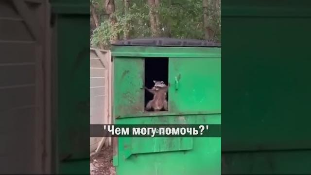 Смешной енот Смешной енот