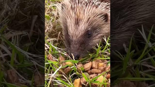 Ёжик ест корм для кошек Ёжик ест корм для кошек