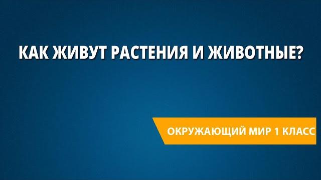 Как живут растения и животные? Как живут растения и животные?