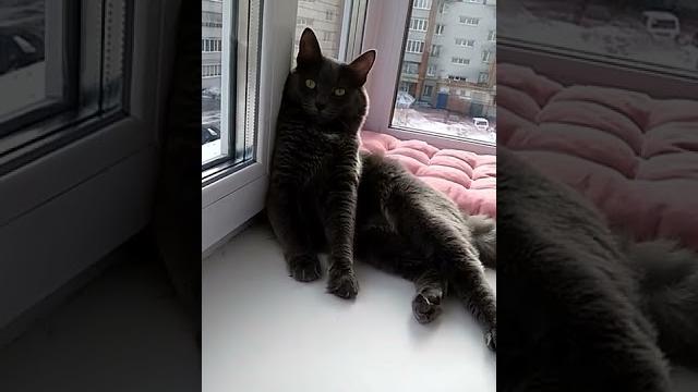 Умный, красивый...#кот Умный, красивый...#кот