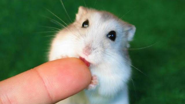 Funny Hamsters Videos | Funny and Cute Moment of the Animals #3 Funny Hamsters Videos | Funny and Cute Moment of the Animals #3