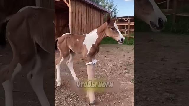 Бедная лошадка! Бедная лошадка!
