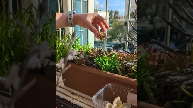 Черенкование суккулентов Черенкование суккулентов