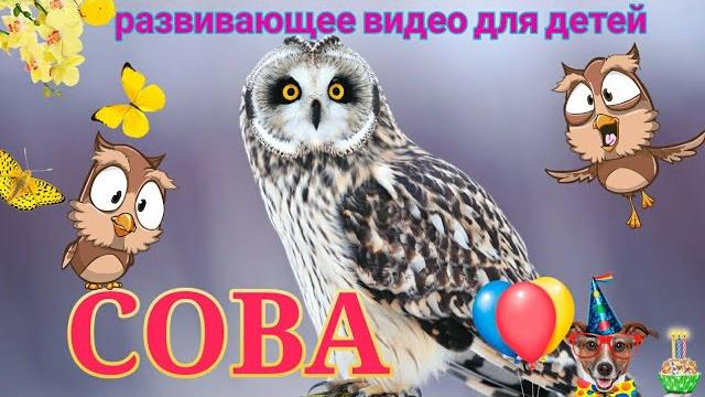 Сова. Удивительные факты. Сова. Удивительные факты.