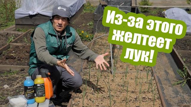 Почему ЖЕЛТЕЕТ ЛУК и как это исправить Почему ЖЕЛТЕЕТ ЛУК и как это исправить
