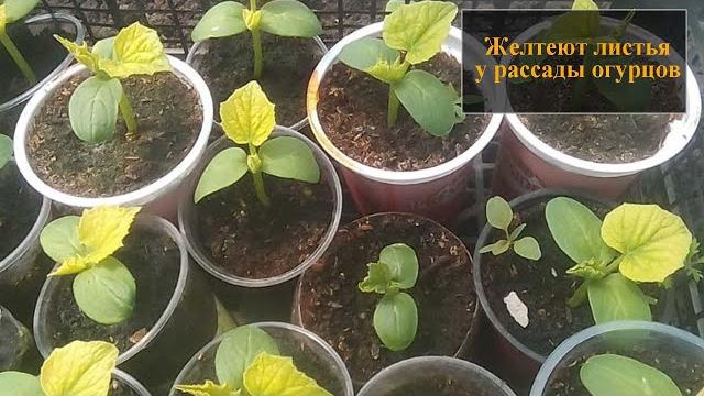 Желтеют листья у рассады огурцов Желтеют листья у рассады огурцов