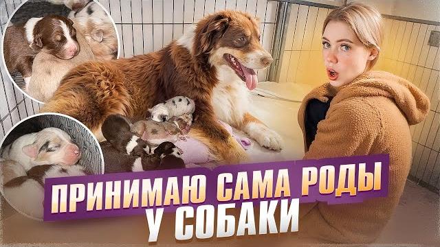 МОЯ СОБАКА РОДИЛА!! КАК ЭТО БЫЛО? МОЯ СОБАКА РОДИЛА!! КАК ЭТО БЫЛО?