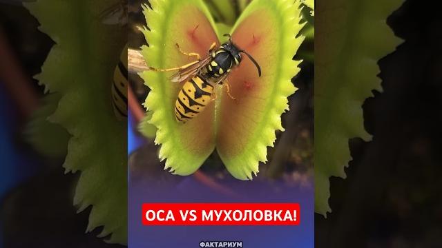 Оса против Венерины Мухоловки! Невероятный Поединок! #Познавательное #Оса #Мухоловка #Научпоп Оса против Венерины Мухоловки! Невероятный Поединок! #Познавательное #Оса #Мухоловка #Научпоп