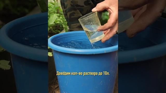 100% завязь у томатов по простому рецепту 100% завязь у томатов по простому рецепту