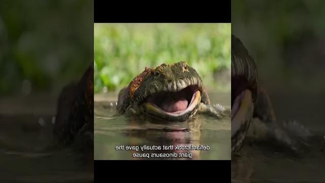 Part 4:Beelzebufo is very smart #animals #dinosaur #dinosaurs #animalkingdom #shorts #fypシ゚viral Part 4:Beelzebufo is very smart #animals #dinosaur #dinosaurs #animalkingdom #shorts #fypシ゚viral