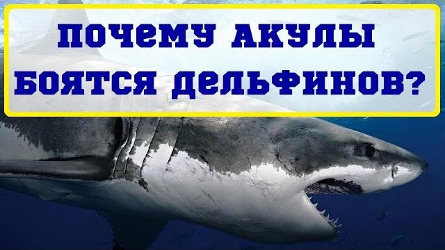 Почему акулы боятся дельфинов. Почему акулы боятся дельфинов.