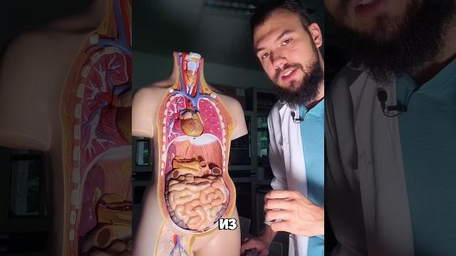 Что Внутри Твоего Тела? Как Отрастить Новое Ухо? #анатомия #anatomy #биология #медицина Что Внутри Твоего Тела? Как Отрастить Новое Ухо? #анатомия #anatomy #биология #медицина
