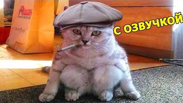 СМЕШНАЯ ОЗВУЧКА ЖИВОТНЫХПРИКОЛЫ ПРО КОТОВ и СОБАК СМЕШНАЯ ОЗВУЧКА ЖИВОТНЫХПРИКОЛЫ ПРО КОТОВ и СОБАК