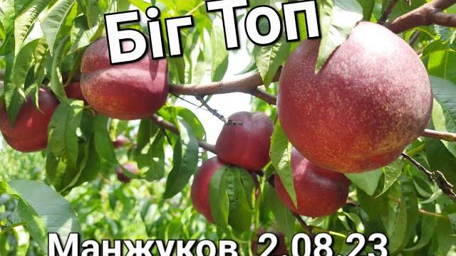 Нектарин Біг Топ,супер смак. Нектарин Біг Топ,супер смак.