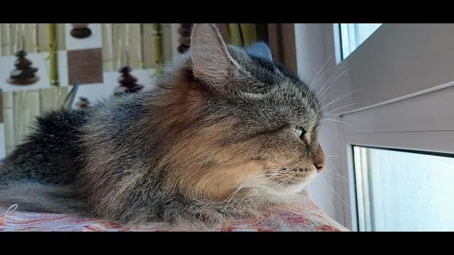 Кот Кесмус и аномальная жара #shorts Кот Кесмус и аномальная жара #shorts