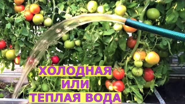 Когда и сколько поливать растения в теплице Когда и сколько поливать растения в теплице