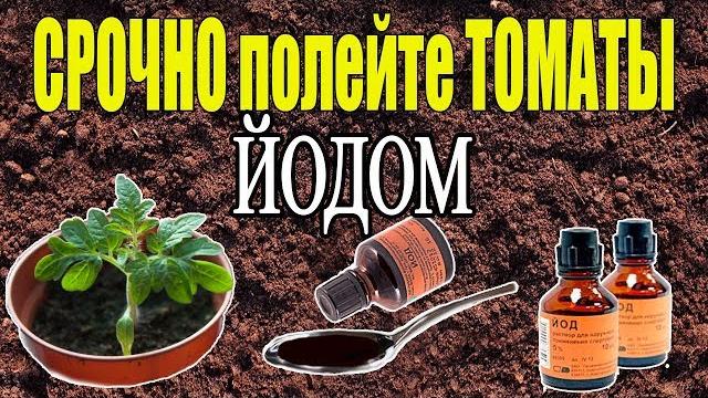 ЙОД - СУПЕР СРЕДСТВО ДЛЯ РАССАДЫ ТОМАТОВ! ЙОД - СУПЕР СРЕДСТВО ДЛЯ РАССАДЫ ТОМАТОВ!