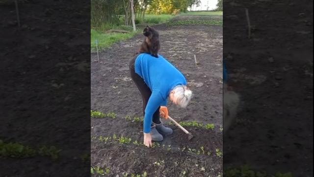 Мы пахали...(помощник) #музыка #video #alessandro_farrini #прикольныекоты #приколы #смешноевидео Мы пахали...(помощник) #музыка #video #alessandro_farrini #прикольныекоты #приколы #смешноевидео