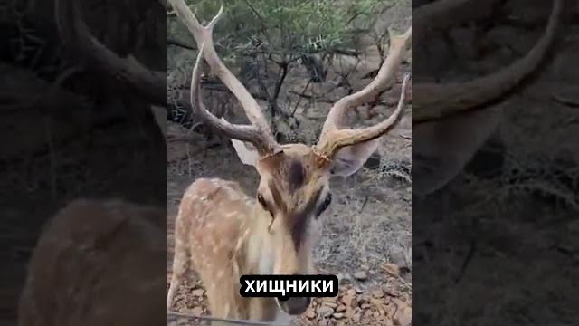 Милый оленёнок Милый оленёнок