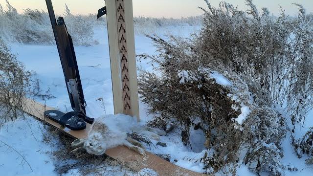 Новогодний заяц!!! Норные Русаки!!! Новогодний заяц!!! Норные Русаки!!!