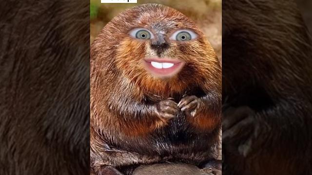 Бобёр или Рыба-Пила! Прикол #shorts Бобёр или Рыба-Пила! Прикол #shorts