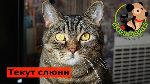 Почему у кота текут слюни? Основные причины слюнотечения и что можно сделать самостоятельно Почему у кота текут слюни? Основные причины слюнотечения и что можно сделать самостоятельно