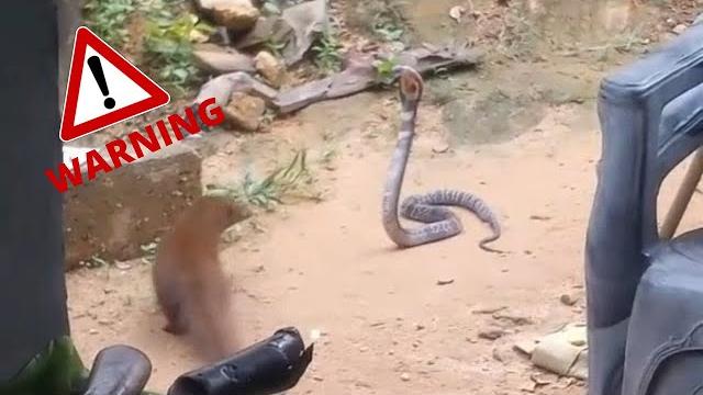 Mongoose Vs King Cobra Mongoose Vs King Cobra