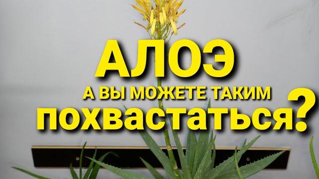 Как цветет Алоэ в домашних условиях Как цветет Алоэ в домашних условиях