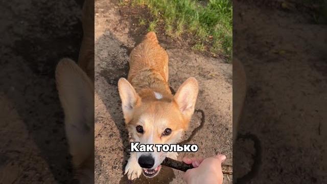 Любят ли корги воду? #корги #собаки Любят ли корги воду? #корги #собаки