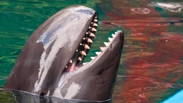 ВОТ ПОЧЕМУ АКУЛЫ БОЯТСЯ ДЕЛЬФИНОВ ВОТ ПОЧЕМУ АКУЛЫ БОЯТСЯ ДЕЛЬФИНОВ