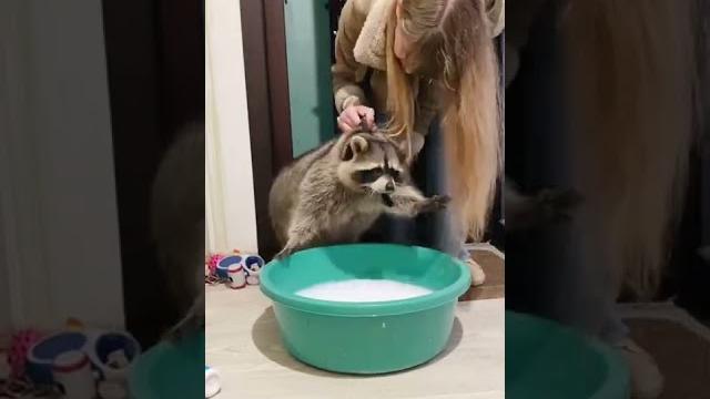 Енот Тема не хочет мыть лапы Енот Тема не хочет мыть лапы