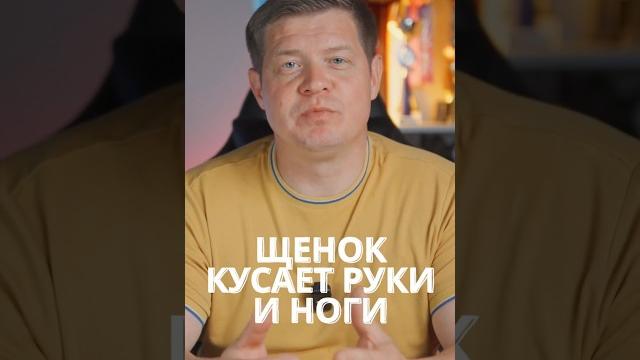 Ваш щенок кусается? КУСАЕТ РУКИ? Ваш щенок кусается? КУСАЕТ РУКИ?