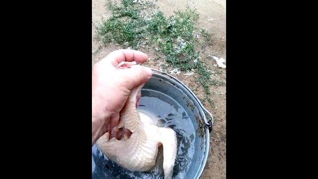 Курица без головы которая разговаривает))) Курица без головы которая разговаривает)))
