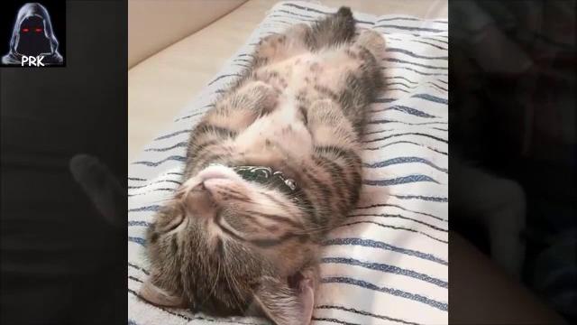 Смотреть прикольные коты и кошки Смотреть прикольные коты и кошки