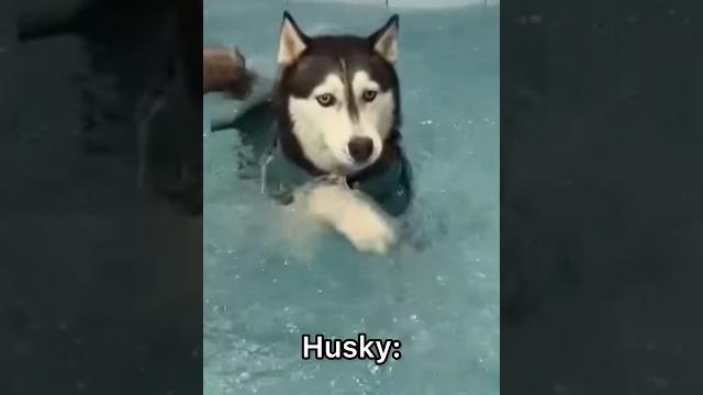 German Shepherd vs Husky Funniest Huskies | Best Videos #husky #doglovers #huskydog #shorts #dog German Shepherd vs Husky Funniest Huskies | Best Videos #husky #doglovers #huskydog #shorts #dog