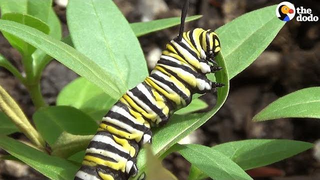 How A Caterpillar Becomes A Butterfly | The Dodo How A Caterpillar Becomes A Butterfly | The Dodo