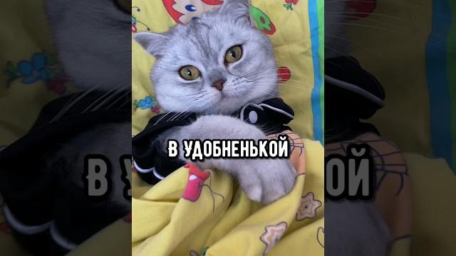 Смешные коты - Майя #кошка #shorts #кот Смешные коты - Майя #кошка #shorts #кот