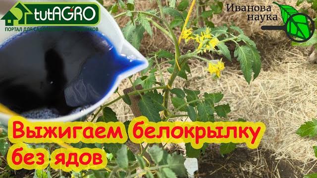 ПРЕДУПРЕДИТЕ СОСЕДЕЙ: вся белокрылка улетит к ним пулей!!! Этот раствор изгоняет белокрылку НАВСЕГДА ПРЕДУПРЕДИТЕ СОСЕДЕЙ: вся белокрылка улетит к ним пулей!!! Этот раствор изгоняет белокрылку НАВСЕГДА