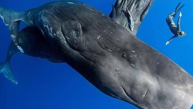 Blue Whale Bitten My Hand 8k Video UltraHD 120fps | 4k videos Ocean underwater footage 8k #shorts Blue Whale Bitten My Hand 8k Video UltraHD 120fps | 4k videos Ocean underwater footage 8k #shorts