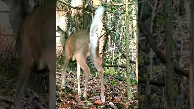 Buck Buster Mock Scrape Enhancer Buck Buster Mock Scrape Enhancer